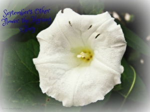 September's other flower, the Morning Glory(Convolvulaceae)